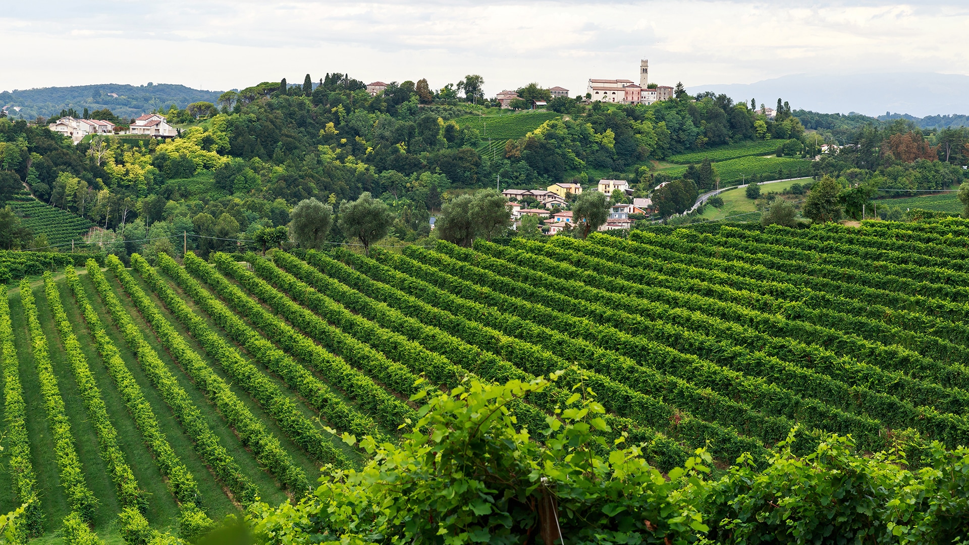 The vineyards of Treviso, Italy.